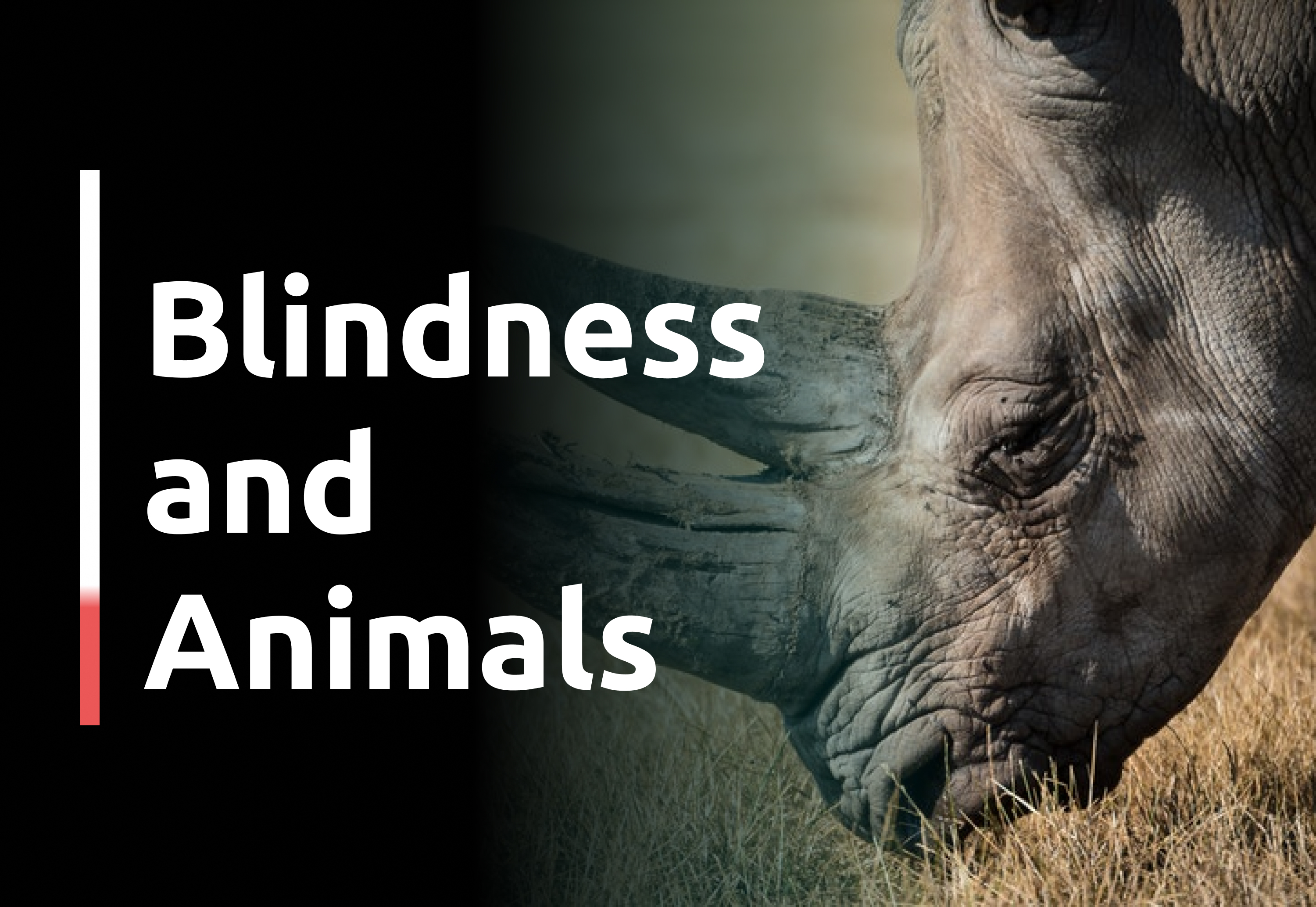 Blindness and animals